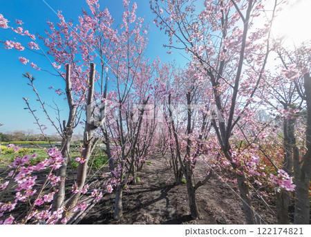 「埼玉縣」櫻花苗農田/三沼稻田 122174821
