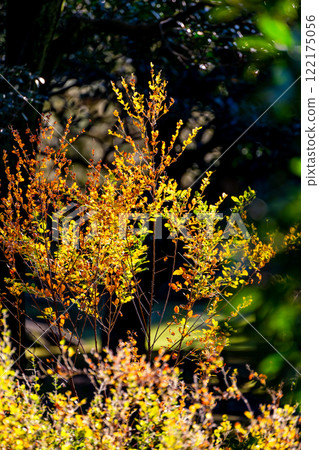 Beautiful autumn leaves shining in the autumn sun 122175056