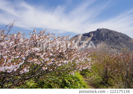 那須茶穗岳和峰櫻 122175136