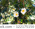 白色山茶花 122175150