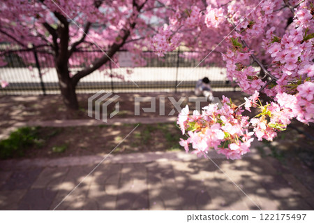 Photographing the Kawazu cherry blossoms blooming in Yodo Channel, Fushimi Ward, Kyoto City, heralding the arrival of spring. 122175497