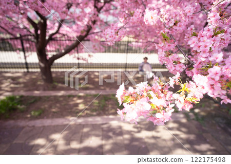 Photographing the Kawazu cherry blossoms blooming in Yodo Channel, Fushimi Ward, Kyoto City, heralding the arrival of spring. Photographing the Kawazu cherry blossoms blooming in Yodo Channel, Fushimi Ward, Kyoto City, heralding the arrival of spring. 122175498