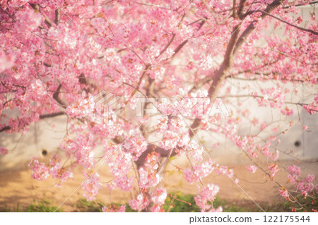 Photographing the Kawazu cherry blossoms blooming in Yodo Channel, Fushimi Ward, Kyoto City, heralding the arrival of spring. 122175544