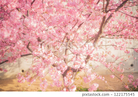 Photographing the Kawazu cherry blossoms blooming in Yodo Channel, Fushimi Ward, Kyoto City, heralding the arrival of spring. 122175545