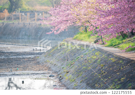 Photographing the Kawazu cherry blossoms blooming in Yodo Channel, Fushimi Ward, Kyoto City, heralding the arrival of spring. Photographing the Kawazu cherry blossoms blooming in Yodo Channel, Fushimi Ward, Kyoto City, heralding the arrival of spring. 122175555