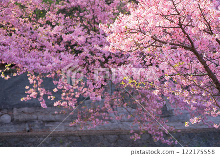 拍攝京都市伏見區淀水道盛開的河津櫻花,預示著春天的到來。 拍攝京都市伏見區淀水道盛開的河津櫻花,預示著春天的到來。 122175558