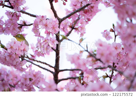 Photographing the Kawazu cherry blossoms blooming in Yodo Channel, Fushimi Ward, Kyoto City, heralding the arrival of spring. 122175572