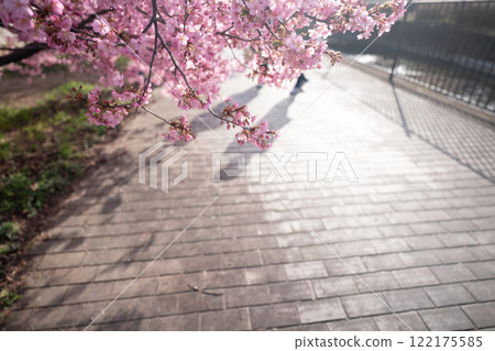 Photographing the Kawazu cherry blossoms blooming in Yodo Channel, Fushimi Ward, Kyoto City, heralding the arrival of spring. Photographing the Kawazu cherry blossoms blooming in Yodo Channel, Fushimi Ward, Kyoto City, heralding the arrival of spring. 122175585