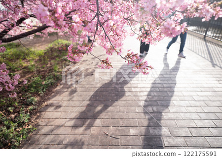 Photographing the Kawazu cherry blossoms blooming in Yodo Channel, Fushimi Ward, Kyoto City, heralding the arrival of spring. Photographing the Kawazu cherry blossoms blooming in Yodo Channel, Fushimi Ward, Kyoto City, heralding the arrival of spring. 122175591