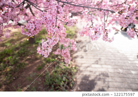 Photographing the Kawazu cherry blossoms blooming in Yodo Channel, Fushimi Ward, Kyoto City, heralding the arrival of spring. Photographing the Kawazu cherry blossoms blooming in Yodo Channel, Fushimi Ward, Kyoto City, heralding the arrival of spring. 122175597