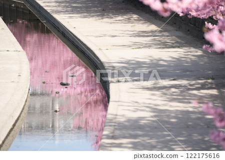 Photographing the Kawazu cherry blossoms blooming in Yodo Channel, Fushimi Ward, Kyoto City, heralding the arrival of spring. Photographing the Kawazu cherry blossoms blooming in Yodo Channel, Fushimi Ward, Kyoto City, heralding the arrival of spring. 122175616