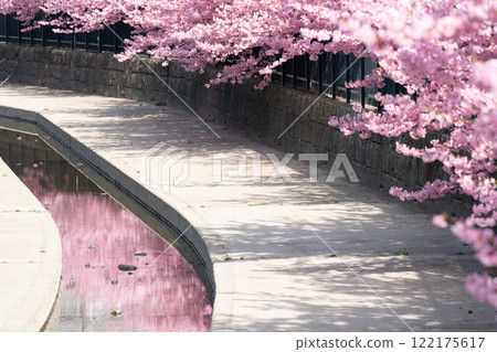 Photographing the Kawazu cherry blossoms blooming in Yodo Channel, Fushimi Ward, Kyoto City, heralding the arrival of spring. Photographing the Kawazu cherry blossoms blooming in Yodo Channel, Fushimi Ward, Kyoto City, heralding the arrival of spring. 122175617