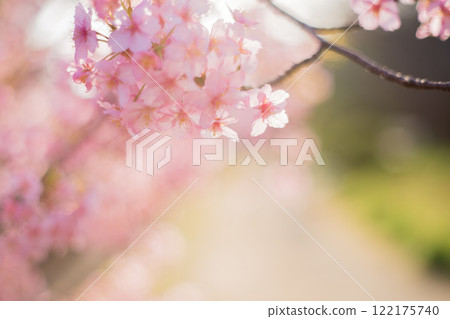 Photographing the Kawazu cherry blossoms blooming in Yodo Channel, Fushimi Ward, Kyoto City, heralding the arrival of spring. Photographing the Kawazu cherry blossoms blooming in Yodo Channel, Fushimi Ward, Kyoto City, heralding the arrival of spring. 122175740