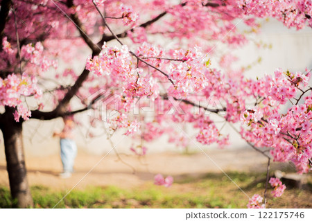Photographing the Kawazu cherry blossoms blooming in Yodo Channel, Fushimi Ward, Kyoto City, heralding the arrival of spring. Photographing the Kawazu cherry blossoms blooming in Yodo Channel, Fushimi Ward, Kyoto City, heralding the arrival of spring. 122175746