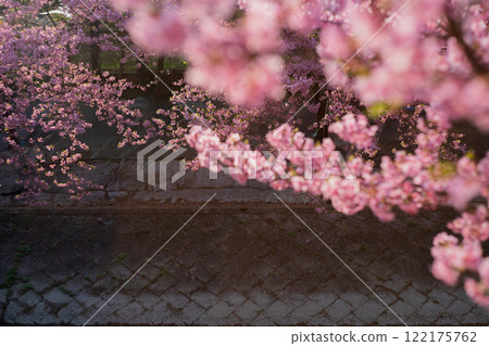 Photographing the Kawazu cherry blossoms blooming in Yodo Channel, Fushimi Ward, Kyoto City, heralding the arrival of spring. 122175762