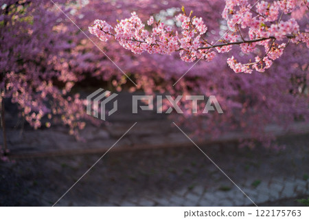 拍攝京都市伏見區淀水道盛開的河津櫻花，預示著春天的到來。 122175763
