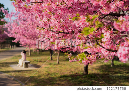 Photographing the Kawazu cherry blossoms blooming in Yodo Channel, Fushimi Ward, Kyoto City, heralding the arrival of spring. 122175766