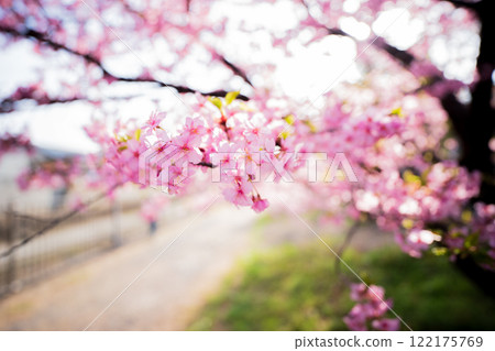 Photographing the Kawazu cherry blossoms blooming in Yodo Channel, Fushimi Ward, Kyoto City, heralding the arrival of spring. 122175769