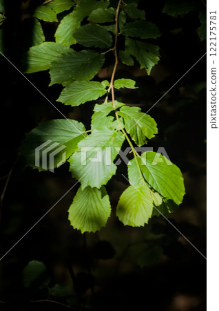 green leaves illuminated by the sun 122175781