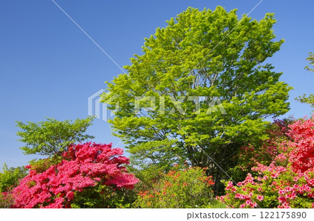 Nasu Highlands and Yahata Mountain Azalea Colony 122175890