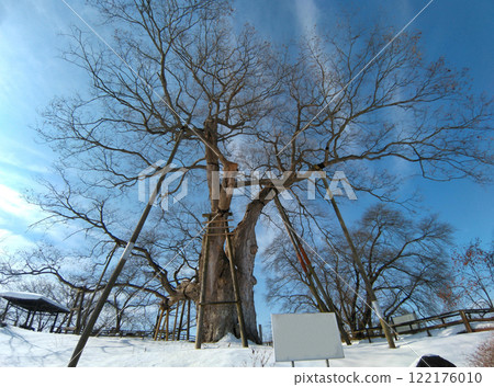 福島縣會津若松市高瀨市的大櫸樹 122176010