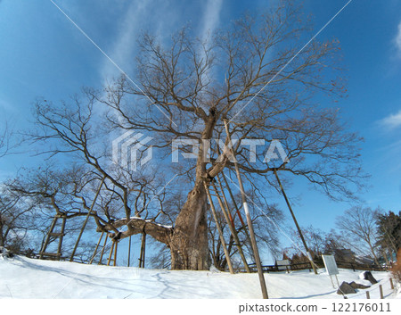 福島縣會津若松市高瀨市的大櫸樹 122176011