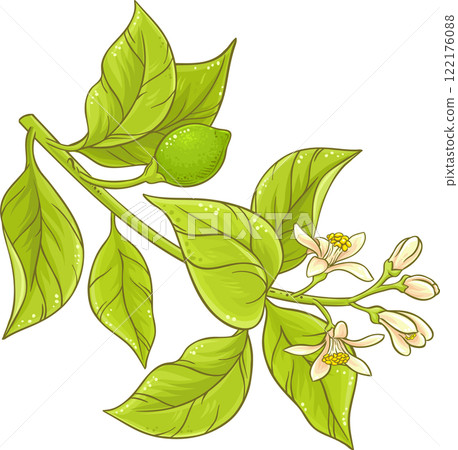 Lemon Branch with Flowers and Leaves Colored Detailed Illustration. Organic natural nutritional healthy food ingredient, vegetarian diet product Lemon Branch with Flowers and Leaves Colored Detailed Illustration. Organic natural nutritional healthy food ingredient, vegetarian diet product 122176088
