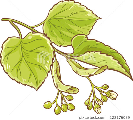 Linden Branch with Flowers and Leaves Colored Detailed Illustration. Linden Branch with Flowers and Leaves Colored Detailed Illustration. 122176089
