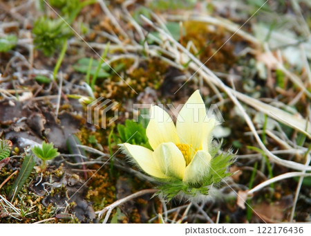 八岳的津久茂草 122176436