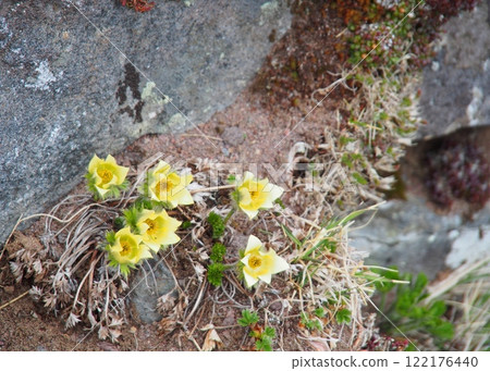 Tsukumogusa of Yatsugatake 122176440