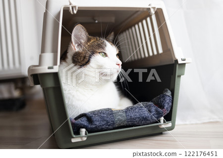 Close up of adorable tabby cat traveling inside pet carrier crate at home Close up of adorable tabby cat traveling inside pet carrier crate at home 122176451