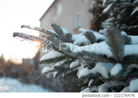 Snow-Covered Pine Tree Branches in Winter Sunlight - Natural Winter Scenic Beauty 122176476