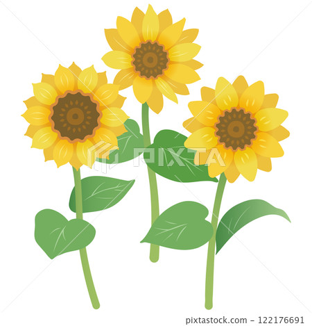 簡單的夏季材料，向日葵盛開 122176691