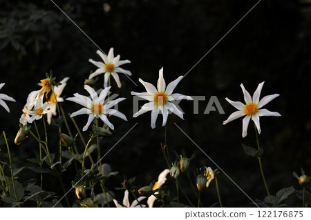 Dahlia Honka Star. White Snoflake Dahlia flowers on black background. Dahlias blossoming plants. Garden flower bed. Esthetician floral wallpaper. Dahlia Honka Star. White Snoflake Dahlia flowers on black background. Dahlias blossoming plants. Garden flower bed. Esthetician floral wallpaper. 122176875