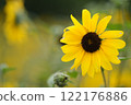 summer sunflowers 122176886
