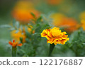 Yellow and orange marigold 122176887