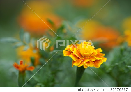 Yellow and orange marigold Yellow and orange marigold 122176887