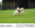 Two friendly Australian Labradoodles running in a dog run after the rain 122176888