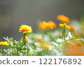 Yellow and orange marigold 122176892
