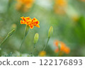 Beautiful orange marigolds 122176893