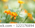 Beautiful orange marigolds 122176894