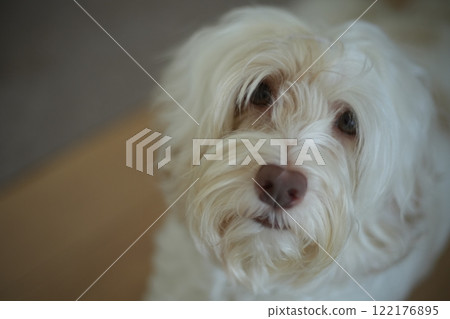 澳洲拉布拉多坐得很好 澳洲拉布拉多坐得很好 122176895