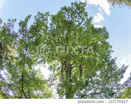 Ohio Champion oldest biggest tree in Cincinnati Finneytown historical cemetery Graveyard 122176917