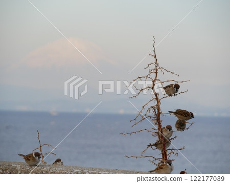 一隻麻雀棲息在樹枝上，背景是富士山 122177089
