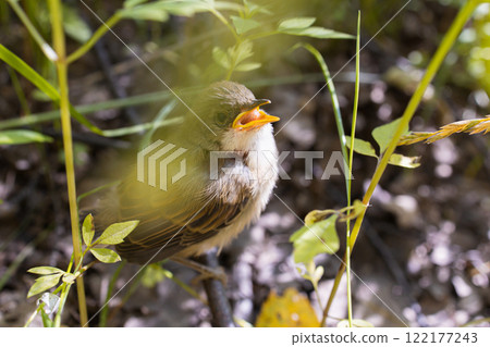 The marsh warbler bird.Tiny chick.The bird is hiding in the grass 122177243