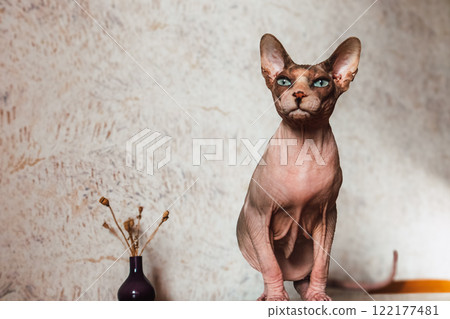 Beautiful bald cat Canadian Sphynx breed with blue eyes stands on a table and looks dreamily in distance Domestic kitty in modern interior. Feline pet 122177481