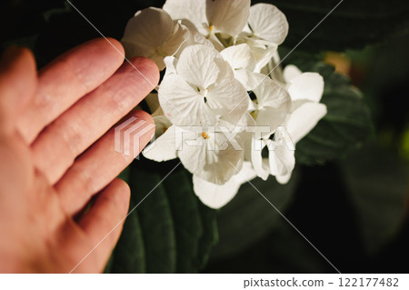 White blooming hydrangea flowers in female gardener. Flower petals. Growing plants in home garden. Summer plants in full bloom. A human grows plants. White blooming hydrangea flowers in female gardener. Flower petals. Growing plants in home garden. Summer plants in full bloom. A human grows plants. 122177482