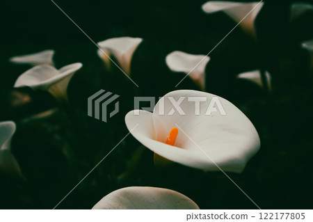 White blooming arum lilies with orange hearts on dark green background top view. Blossoming plants are growing in spring garden. Floral composition. White blooming arum lilies with orange hearts on dark green background top view. Blossoming plants are growing in spring garden. Floral composition. 122177805