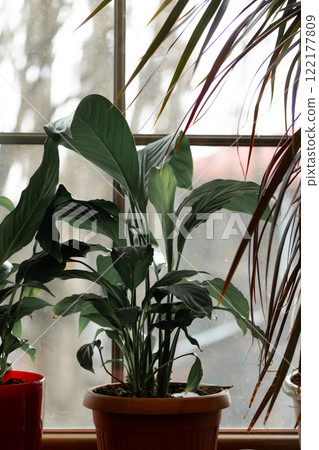 Houseplants in flower pots growing on a windowsill against a window vertical background. Potted Spathiphyllum, Dracaena palm tree in daylight indoors. Houseplants in flower pots growing on a windowsill against a window vertical background. Potted Spathiphyllum, Dracaena palm tree in daylight indoors. 122177809