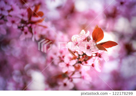 Cherry blossoms, spring blurred background in pink 122178299